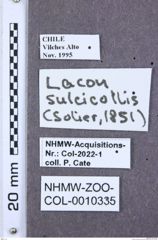 Etikette zu Dilobitarsus sulcicollis (NHMW-ZOO-COL-0010335)